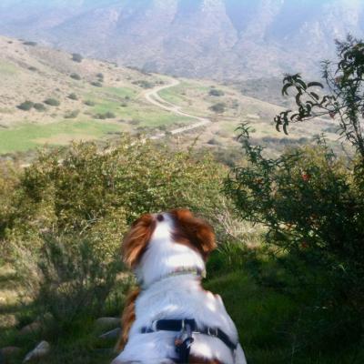 The Hunt - photo by David Crellen at Mission Trails, San Diego, CA